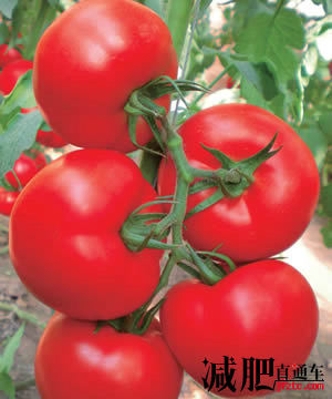 短期快速的减肥方法：西红柿瘦身法