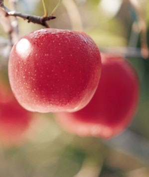 <b>苹果真的是一种非常神奇的减肥水果</b>