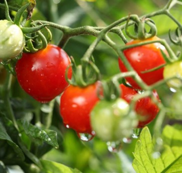 番茄西红柿也能减肥 你知道吗？